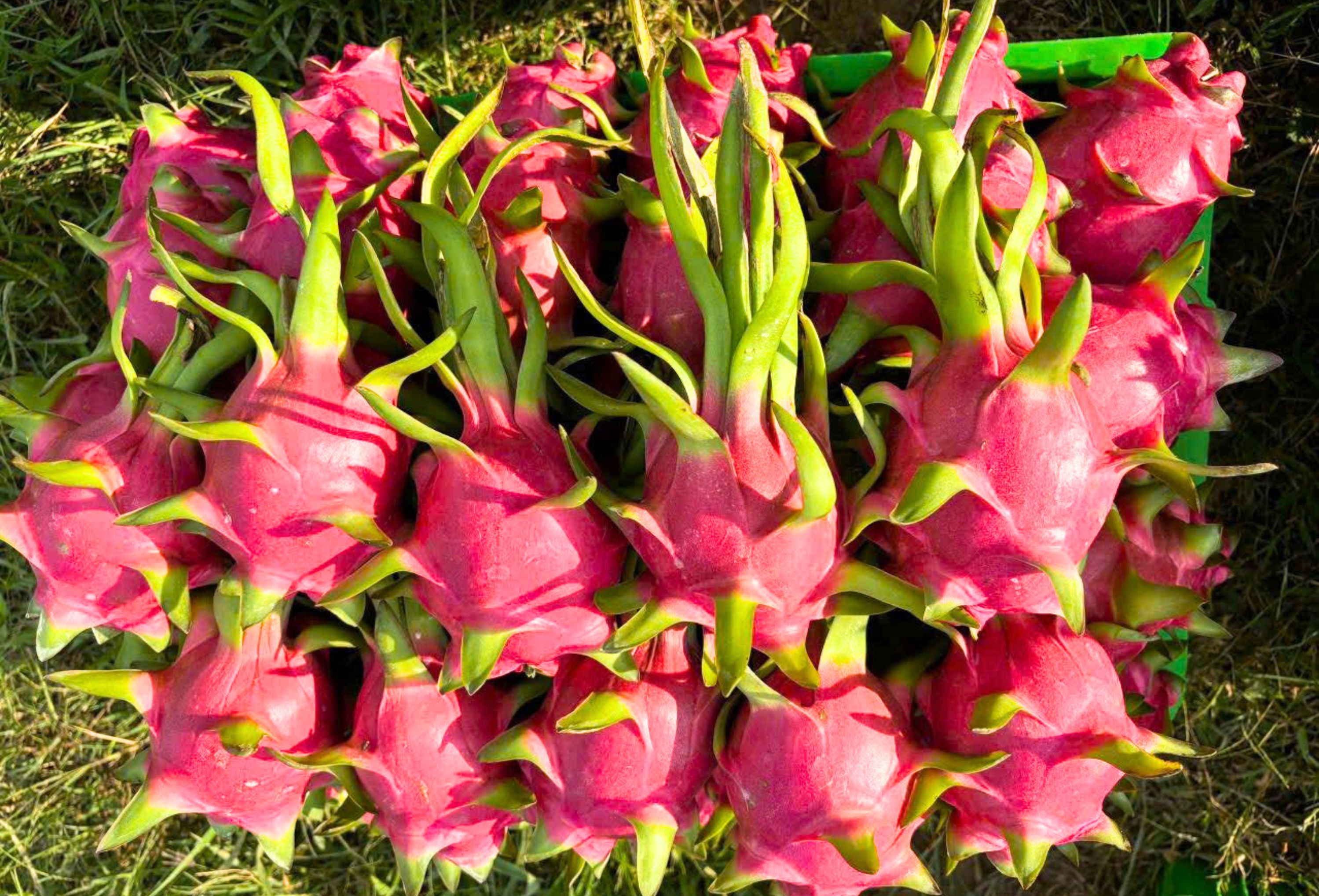 dragon fruit