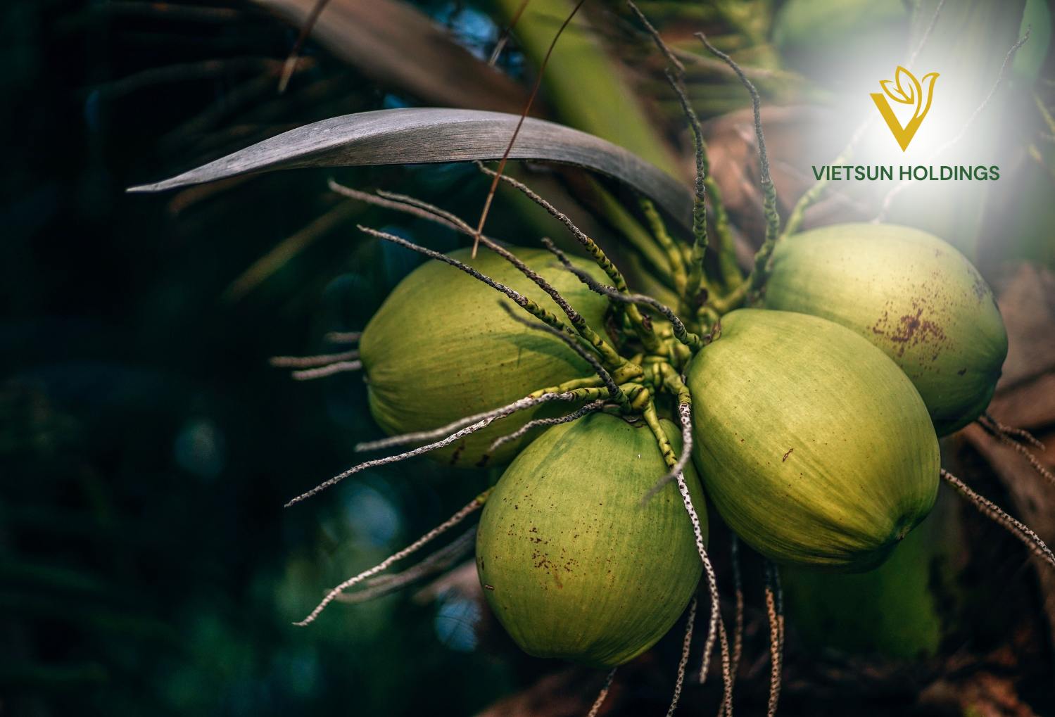 Organic EZ Open Sweet Young Coconuts | Vietsun Holdings