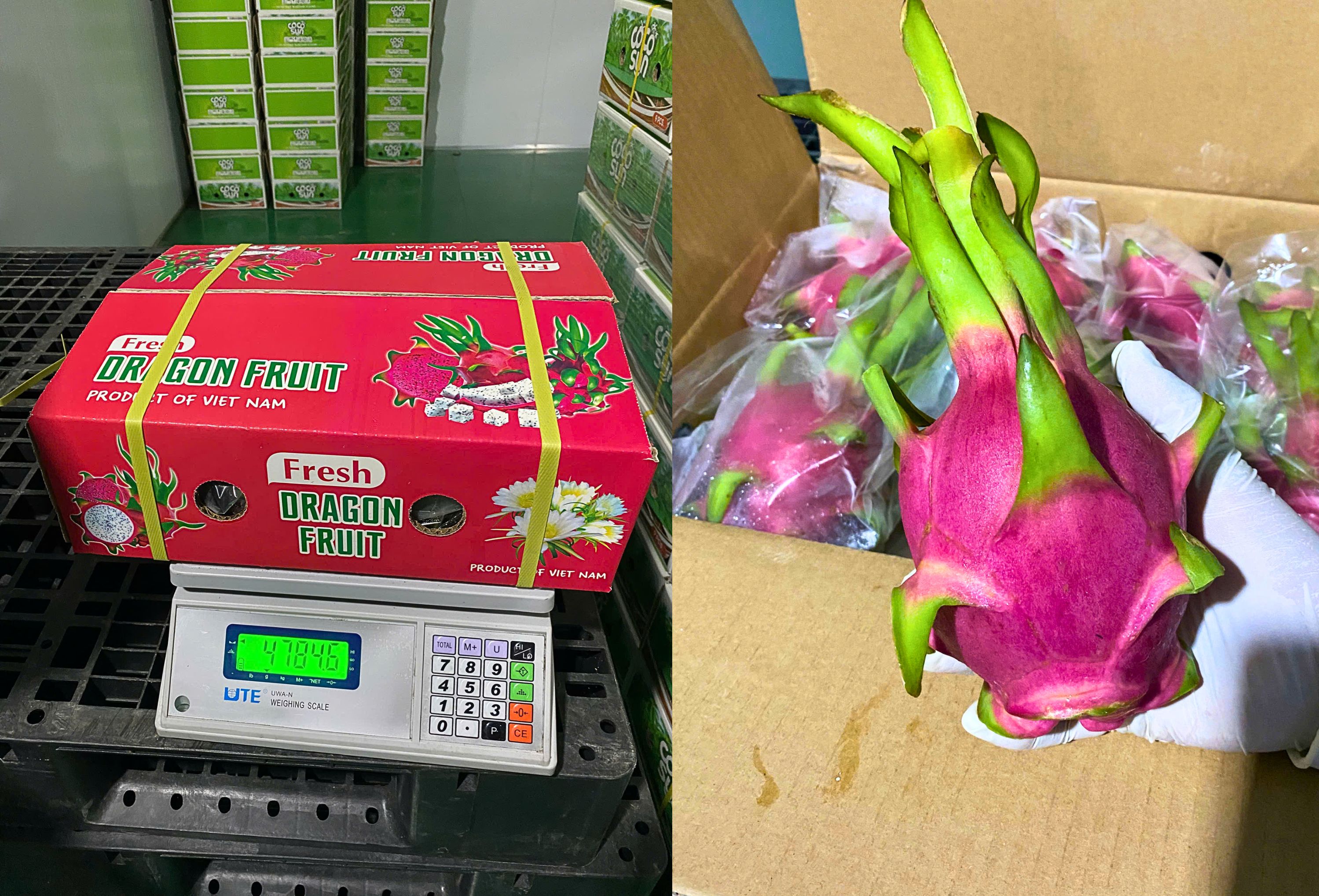Fresh White Flesh Dragon Fruit