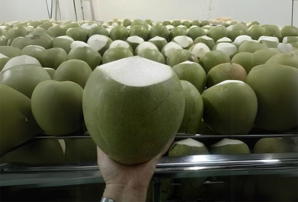 Green Trimmed Coconut
