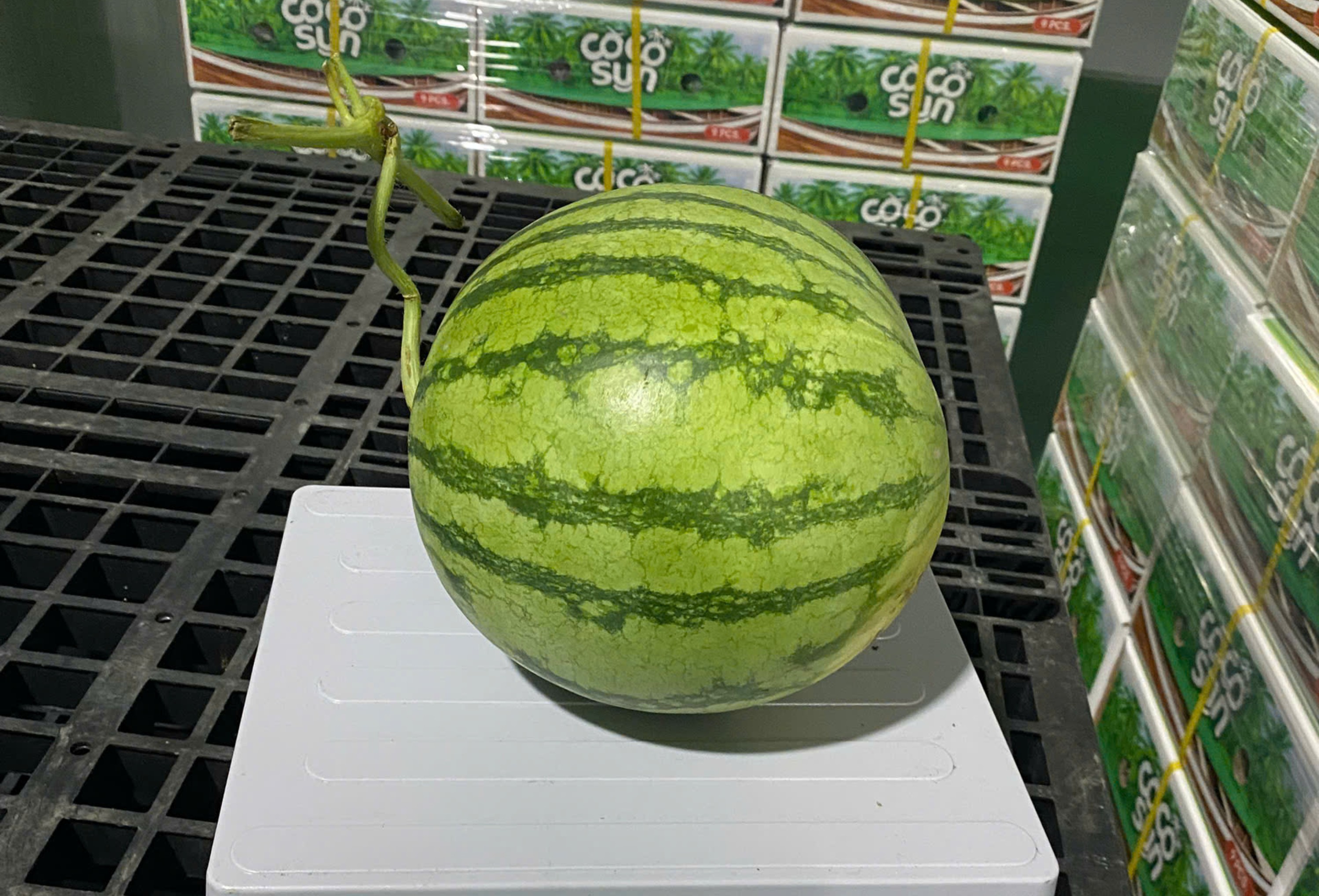 Seedless Watermelon