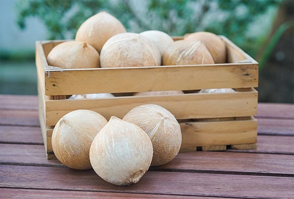 Fully Husked Coconut