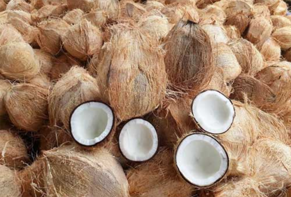 Semi-husked Coconut