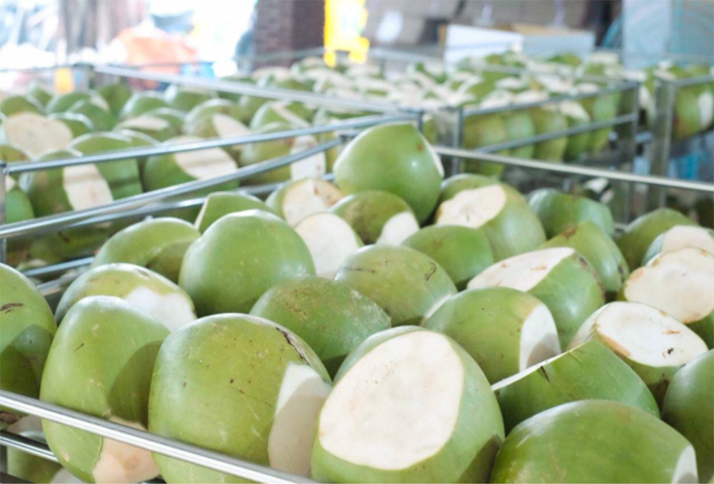 Green Trimmed Coconut