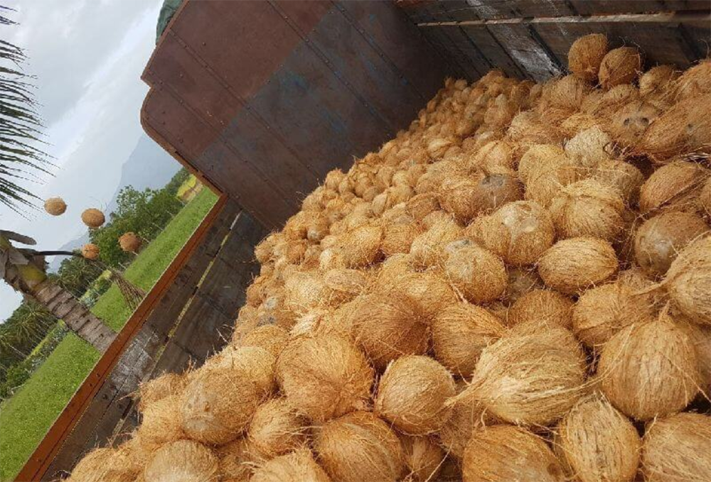 Semi-husked Coconut