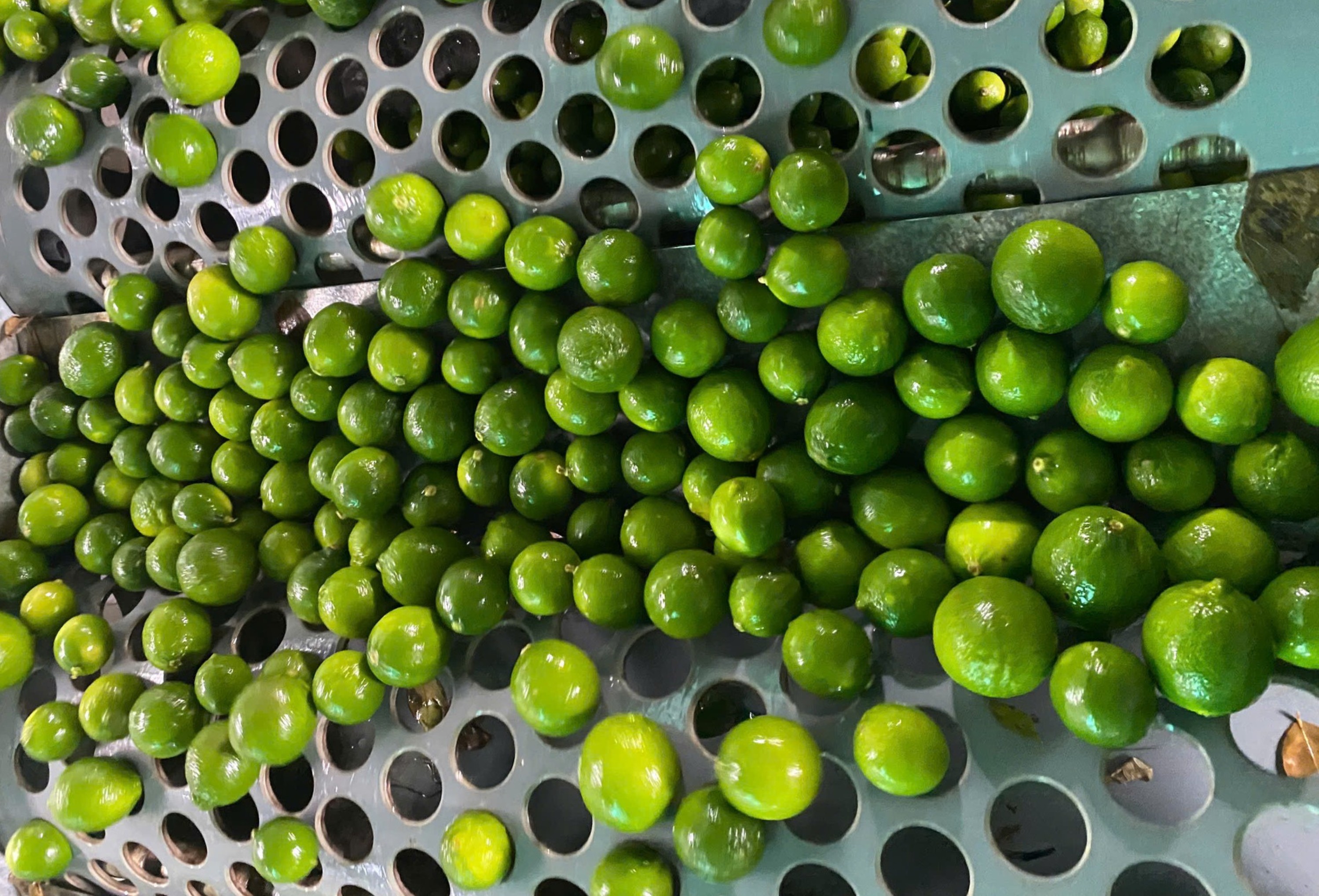 Fresh Seedless Lime