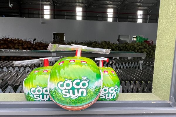 ready to drink coconut cocosun