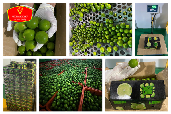 fresh seedless lime supply by Vietsun holdings