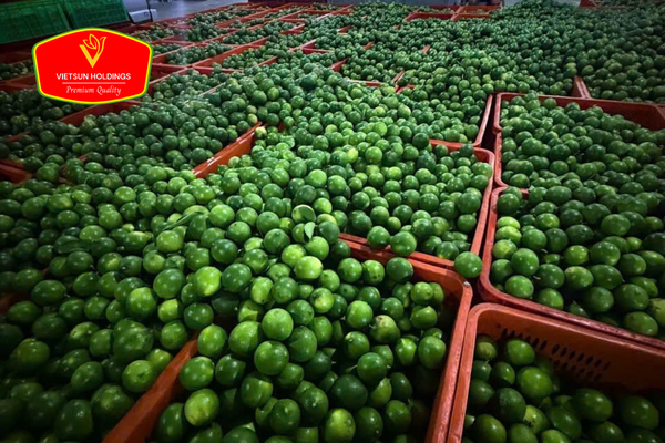 fresh seedless lime vietnam