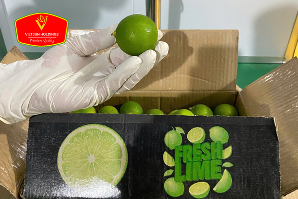 seedless lime wholesale