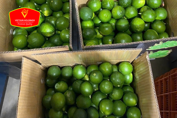vietnamese lime export